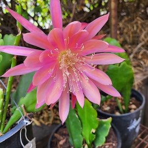 May include: A close-up of a vibrant pink and peach-colored flower with multiple petals. The flower has a star-like shape with delicate stamens in the center. Green leaves and a black pot are visible in the background.