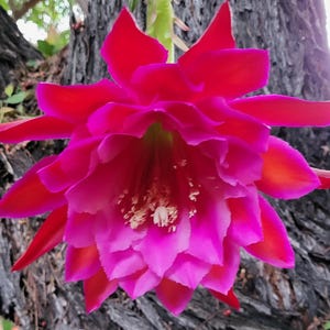 Don Crain-1Cutting 6to8&quot; Long, Large Red/Purple-Epiphyllum-Shade Plant,Think Tropical,tree dweller,living in dappled sunlight of the canopy.
