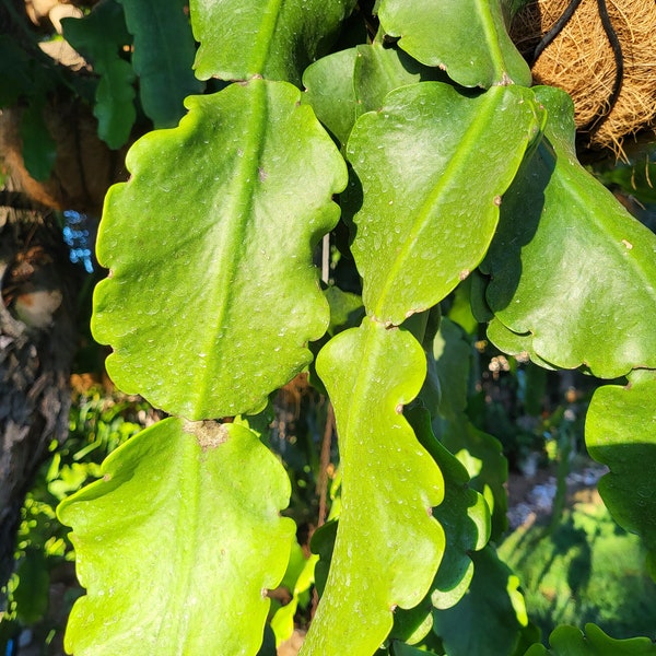 Rhipsalis Crispata 1Cutting @ (5" - 6")Think Tropical, tree dweller, living in the dappled sunlight.Think Orchids,spider plants,philodendron