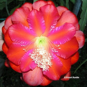 May include: A vibrant red and pink cactus flower with a white center and green accents. The flower is fully open and has a delicate, layered appearance.