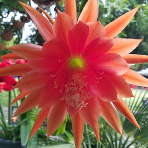 Desert Sunrise -1 Cutting 6&quot;-8&quot; long. Think Tropical, tree dweller,living in the dappled sunlight through the leaves.