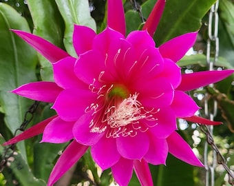 Happy Go Lucky: One Cutting- Think Tropical, Tree Dweller, Living