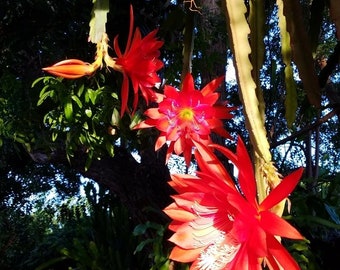  Epiphyllum Orchid Cactus MACRANTHUS "  fully rooted live plant " D