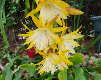 Kiwi Honey Bright - 6" to 8"  Cutting.  These Small to Medium size Light yellow blooms last for about 2 to 3 Shade Plant, Aborial