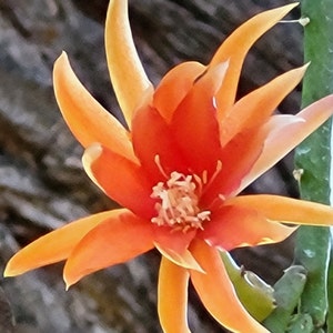 Tiny Flame- 1 Cutting- @6&quot;-8&quot; Long:  Epiphyllum  - Think Tropical Cactus, tree dweller, living in the dappled sunlight from the canopy..