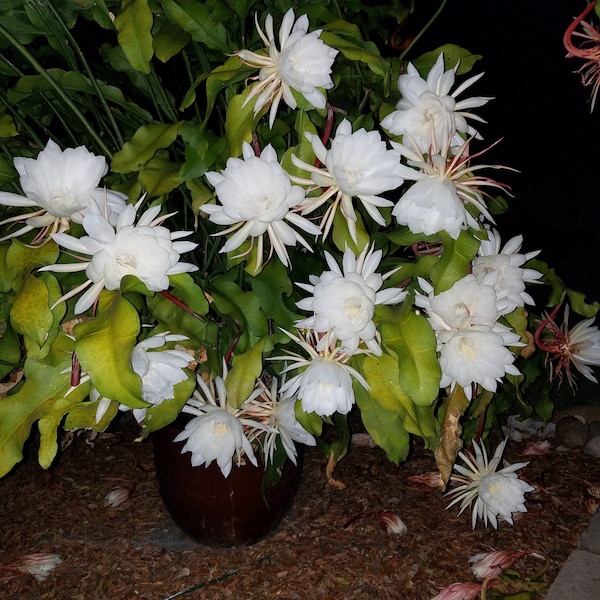 Oxypetalum - 3 Cuttings of Night Blooming Epiphyllum - Queen of the Night 6-8" Cuttings These are “Shade Plants” Think Tropical,tree dweller