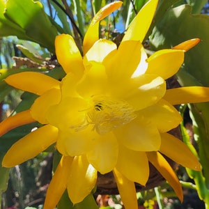 Peg-N-Peri: 1 corte de 6"-8" de color amarillo. Piense en un habitante tropical de los árboles que vive bajo la luz del sol moteada.