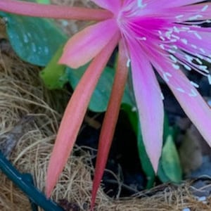 May include: A pink flower with white accents blooms from a green stem. The stem is surrounded by brown, fibrous material.