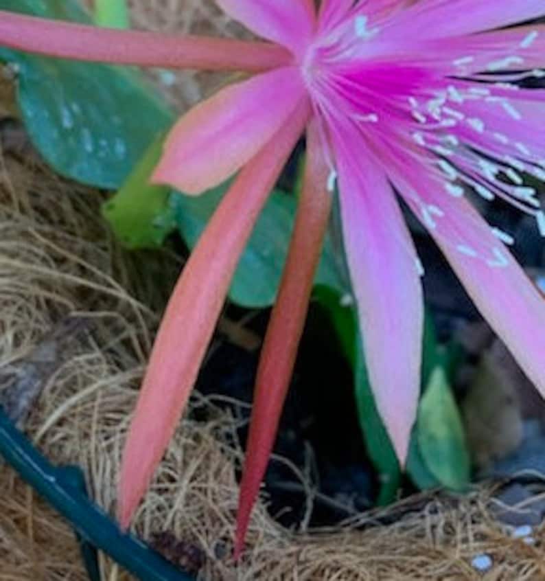 May include: A pink flower with white accents blooms from a green stem. The stem is surrounded by brown, fibrous material.