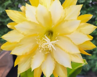 Chardonnay Twist: 6" to 8" Cutting - Think Tropical, tree dweller, living in the dappled sunlight between the leaves