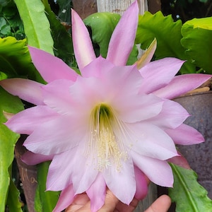 Bridesmaid Epiphyllum-1 Cutting 6&quot;-8&quot;, Beware, not for a beginner!Harder to Grow than most epiphyllum. Lilac Blooms . Shade/Tropical/Cactus
