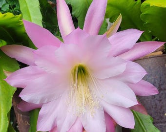 Bridesmaid Epiphyllum-1 Cutting 6"-8", Beware, not for a beginner!Harder to Grow than most epiphyllum. Lilac Blooms . Shade/Tropical/Cactus