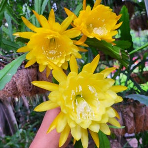 Yellow Tang  Epiphyllum-1 Cutting (6&quot;-8&quot;) Tropical Cactus-Shadeloving. Think Tropical,tree dweller,living in the dappled sunlight of a tree.