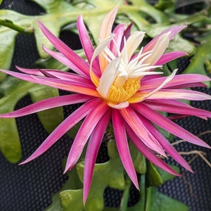 May include: A vibrant pink and yellow cactus flower with a white center. The flower has many petals and is in full bloom.