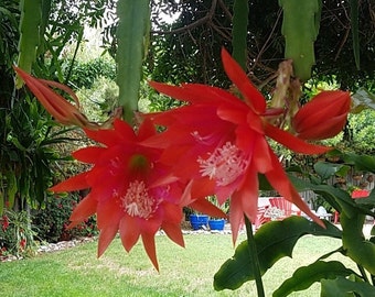 Rooted DESERT SUNSET- EPIPHYLLUM - “Shade Plants” Think Tropical, tree dweller, living in the dappled sunlight through the canopy.