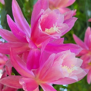German Empress Epiphyllum -1 Cutting -  (Disocactus phyllanthoides)  - (6&quot; - 8&quot;) Tropical Cactus - This is a shade loving plant.