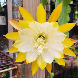 May include: A close-up of a large, vibrant flower with bright yellow petals and a creamy white center. The petals are layered, creating a starburst effect. The flower's center features delicate stamens and pistils, showcasing its intricate details.