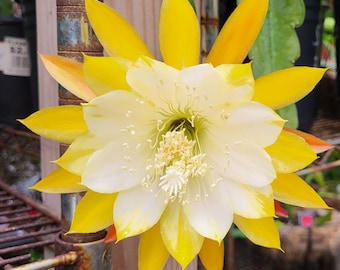 William Clark : One Cutting@6" to 8". Fragrant ! Think Tropical, tree dweller, living in the dappled sunlight between Leaves & Branches.