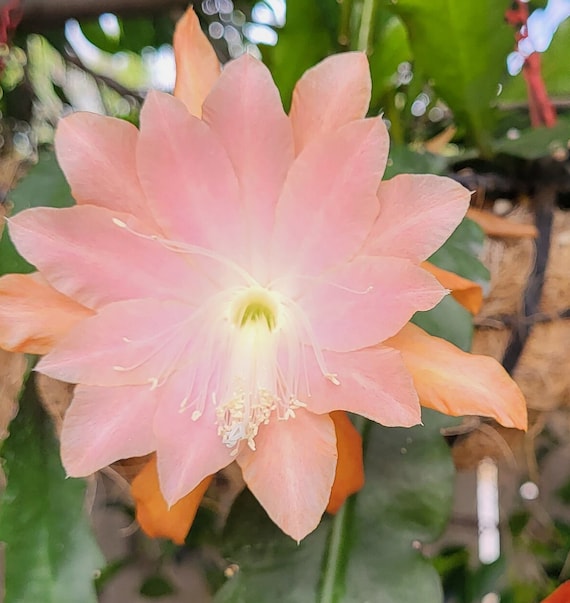 Eddie Huey a Small Epiphyllum 1 Cutting(6"-8")-think Tropical, Tree  Dweller, Living in the Dappled Sunlight Through the Leaves. - Etsy