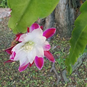 Clown - 1 Cutting -   6&quot;-8&quot; Epiphyllum (orchid) Cactus -  Dark Fuchsia and white  blooms - medium  7&quot; blooms are