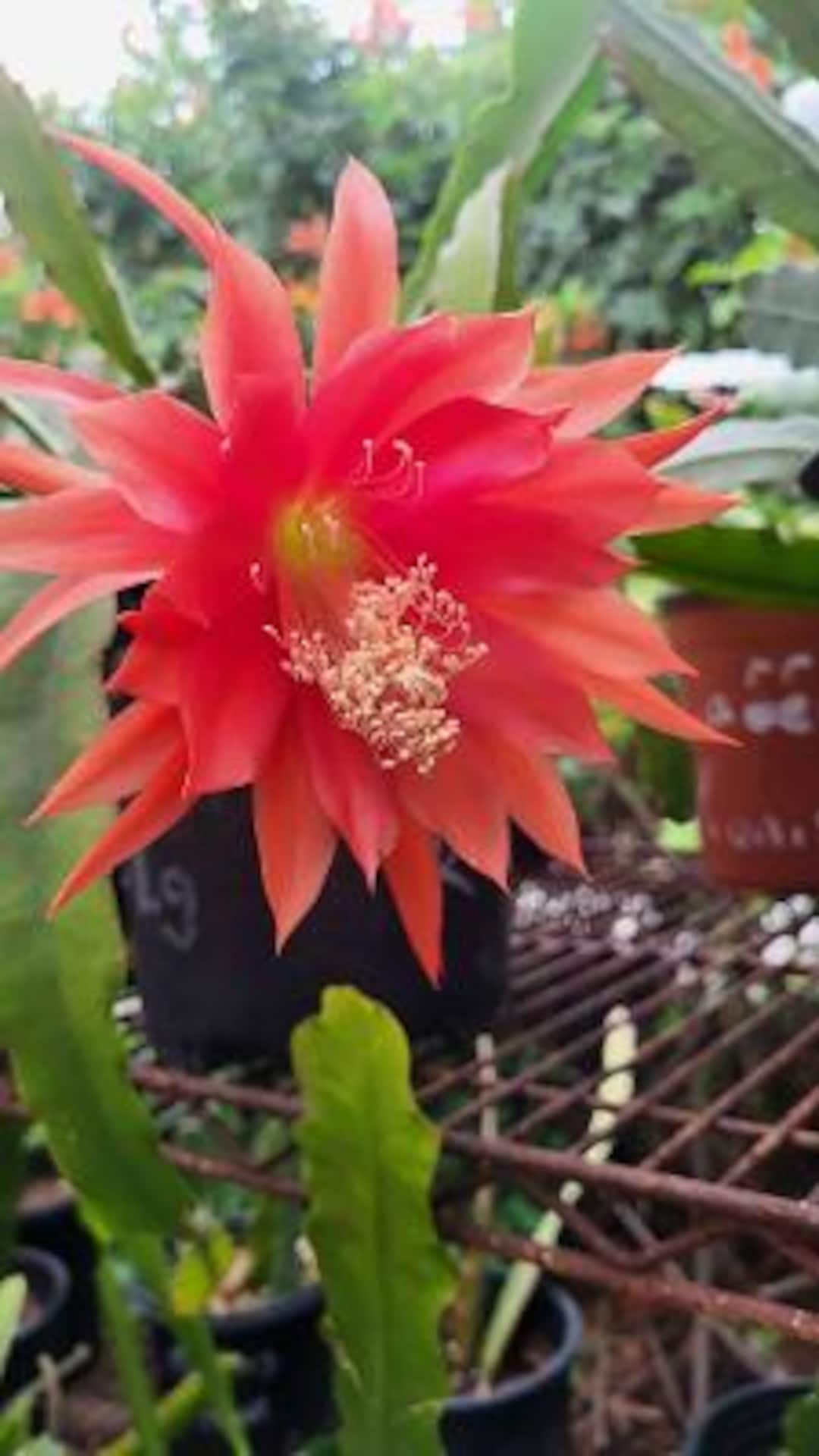 Magic Fire Epiphyllum - One 6"-8" Cutting. Think Tropical, tree dweller,  living in the dappled sunlight through the leaves.