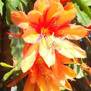 Spanish Gold  Epiphyllum-1 Cutting(6&quot;-8&quot;)These are Shade Plants Think Tropical,tree dweller,living in the dappled sunlight in a tree branch.