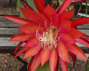 Hot Lava :One Cutting@6" to 8" cutting. Think Tropical, tree dweller, living in the dappled sunlight between Leaves & Branches. Epiphyllum