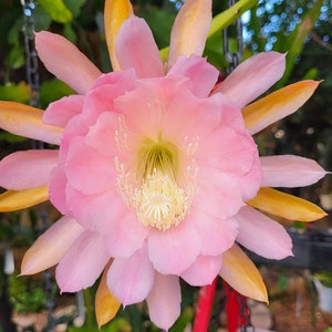 American Sweetheart  -1 Cutting Epiphyllum/TropicalCactus - Think Tropical, tree dweller, living in the dappled sunlight through the leaves.