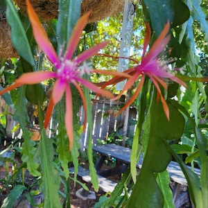 May include: A close-up of a pink and orange cactus flower with green leaves. The flower is in bloom and has a delicate, intricate structure. The cactus is growing in a pot and is surrounded by other plants.