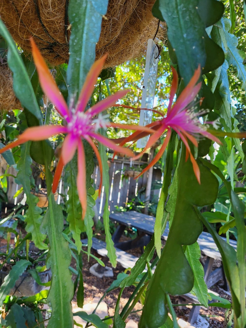 May include: A close-up of a pink and orange cactus flower with green leaves. The flower is in bloom and has a delicate, intricate structure. The cactus is growing in a pot and is surrounded by other plants.