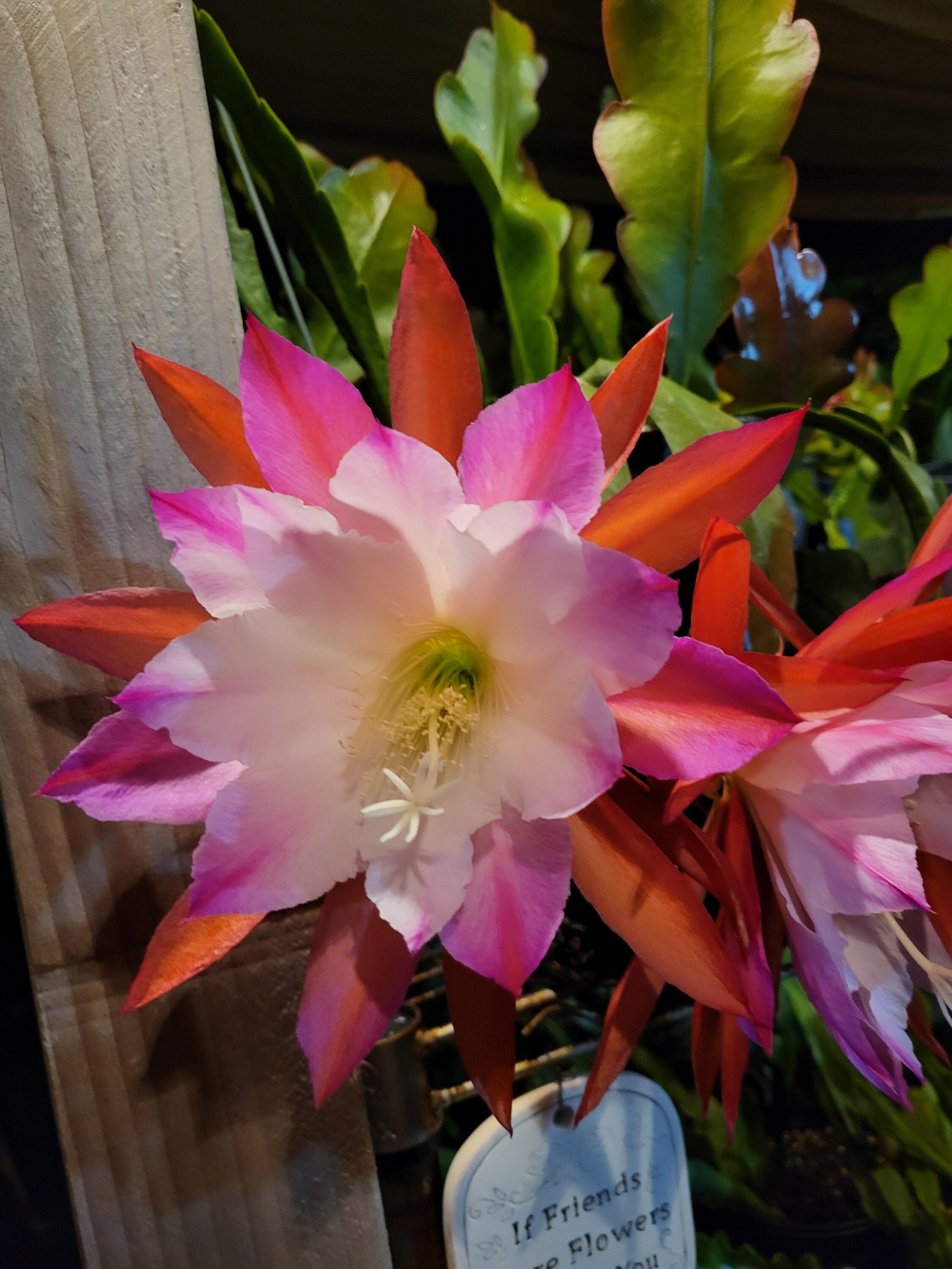 Mildred Mikas : One Epiphyllum Cutting. Think Tropical, Tree