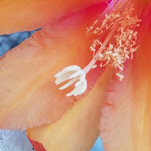 以下が含まれることがあります： 明るいオレンジ色のサボテンの花のクローズアップ。白い花粉と白い柱頭があります。