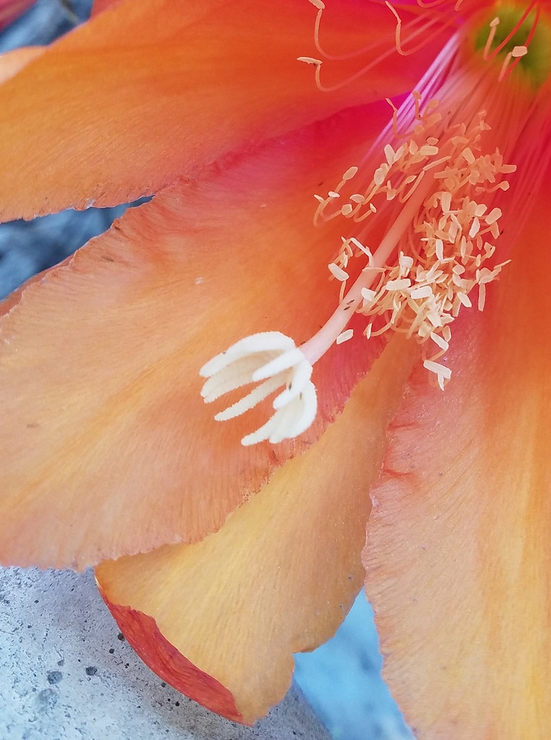 以下が含まれることがあります： 明るいオレンジ色のサボテンの花のクローズアップ。白い花粉と白い柱頭があります。