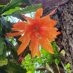 以下が含まれることがあります： 緑の葉と茶色の樹皮を背景に、鮮やかなオレンジ色のサボテンの花が咲いています。花は繊細な星形をしていて、たくさんの花びらがあります。
