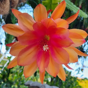 以下が含まれることがあります： 白い中心を持つ、鮮やかなオレンジとピンクの色のサボテンの花。花はたくさんの花びらを持ち、満開です。