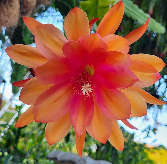 Carnival/orange Epiphyllum-1 Cutting- 6"-8"shade Plants Think Tropical,  Tree Dweller, Living in the Dappled Sunlight Through the Canopy. - Etsy