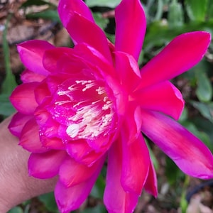 May include: A vibrant pink cactus flower with a white center and multiple petals. The flower is in full bloom and has a delicate, almost translucent appearance.