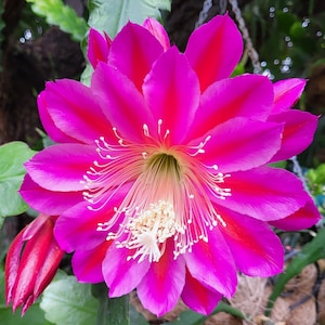 May include: A vibrant pink cactus flower with a white center and delicate white filaments. The flower has a starburst shape with multiple petals.