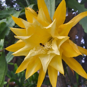 KING of Yellow - 1 Cutting (6&quot;-8&quot; Cutting) -Epiphyllum, Rain Forest/Tropical Cactus/Shade Plant -&quot;It is  good to be the king.&quot;