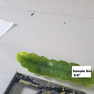 May include: A green cactus cutting measuring 6-8 inches long. The cutting is lying on a white surface next to a metal ruler.