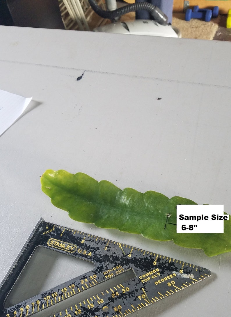 May include: A green cactus cutting measuring 6-8 inches long. The cutting is lying on a white surface next to a metal ruler.