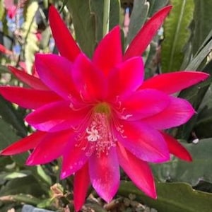 Clarity's Neon Spark :1 Cutting@6"to8". Think Tropical, tree dweller, living in the dappled sunlight between Leaves & Branches. Epiphyllum