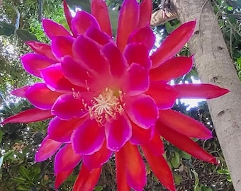 Alakazam :One Cutting@6" to 8" cutting. Blooms trice a year Summer color has more white. Think Tropical, living in the shade of the trees
