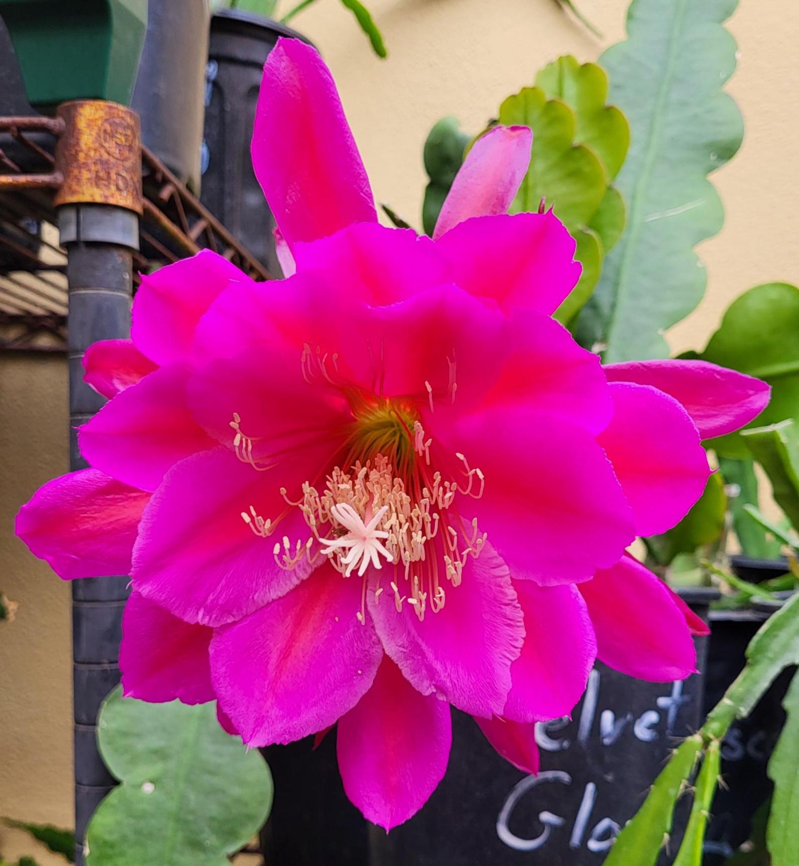 thumbnail image 2 of Red Epiphyllum Flower Seeds - 50 Pcs 2 of 14