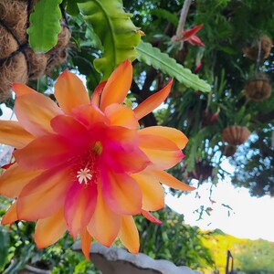 以下が含まれることがあります： 緑豊かな緑の葉を背景に、鮮やかなオレンジとピンクの花が白い中心で咲いています。