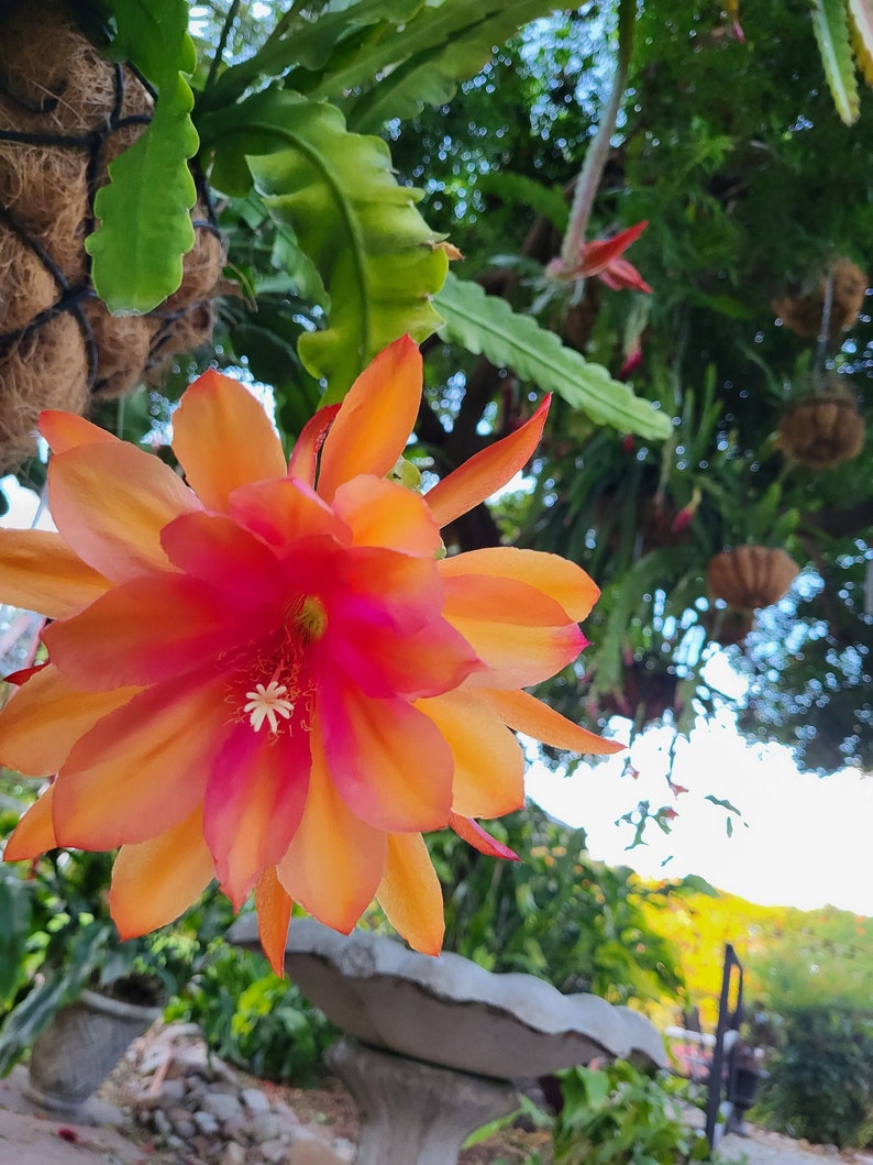 以下が含まれることがあります： 緑豊かな緑の葉を背景に、鮮やかなオレンジとピンクの花が白い中心で咲いています。