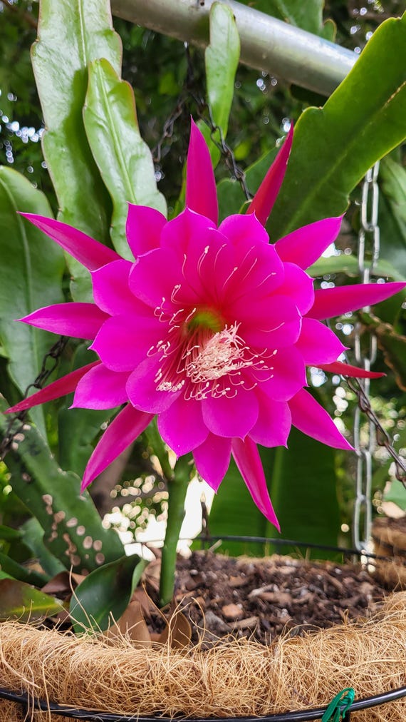 Happy Go Lucky: One Cutting- Think Tropical, Tree Dweller, Living