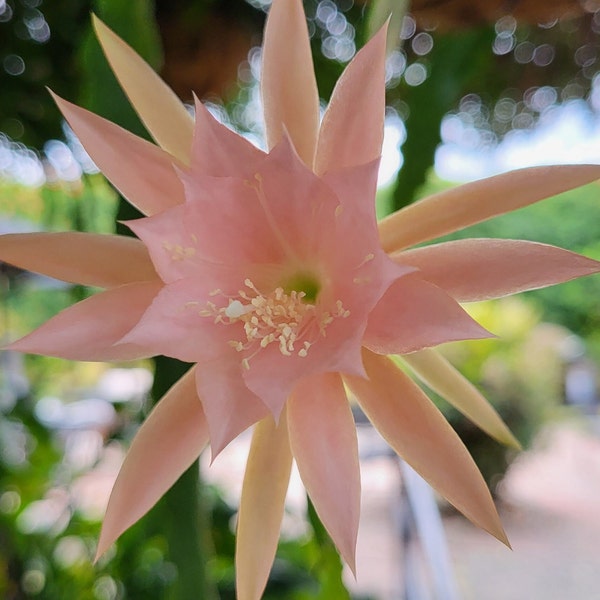 Jalisco Beauty Epiphyllum / Cactus - (1 Cutting - 6" - 8") Heavy bloomer and does it many times a year. Considered a small bloom at 3"