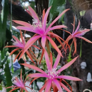 May include: Close-up of pink and orange cactus flowers with long, thin petals. The flowers are in bloom and have a delicate, feminine appearance.