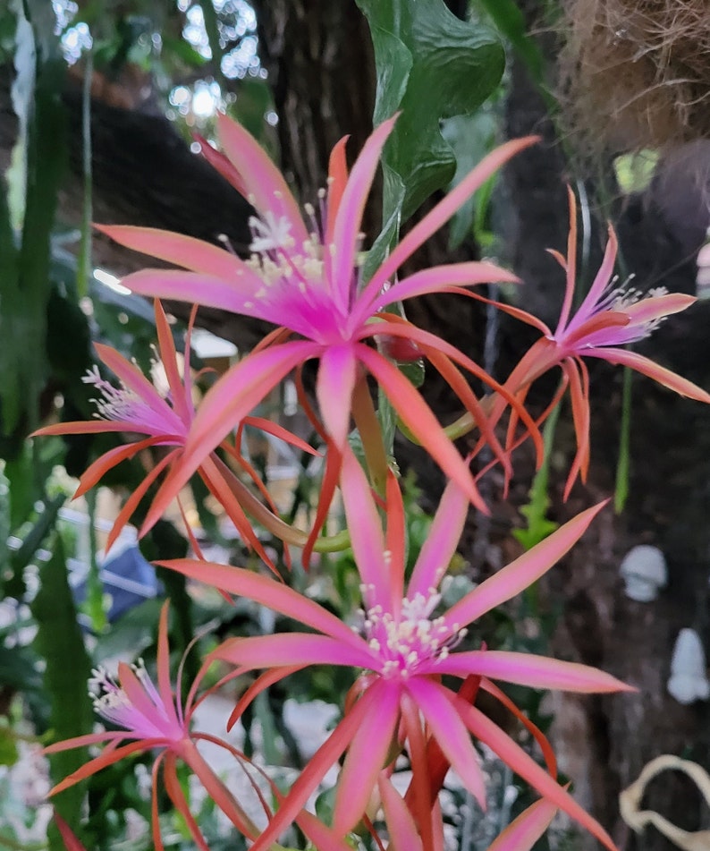 May include: Close-up of pink and orange cactus flowers with long, thin petals. The flowers are in bloom and have a delicate, feminine appearance.